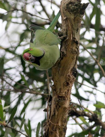 rose ringed parakeet stripping eucalyptus bark lalbagh 150308