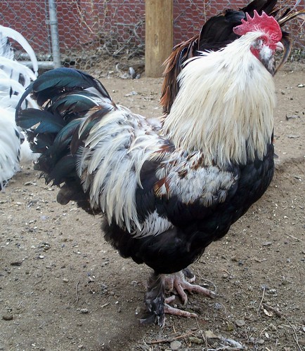 chicken breeds pictures. type of this chicken breed