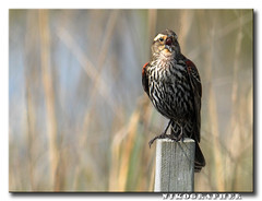IMM-RWBB @ Blackwater Refuge, MD and 80-400mmD VR Review/Guide