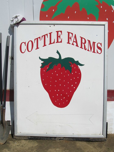 strawberry picking at cottle farms