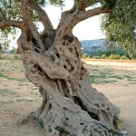 olivier / olive tree