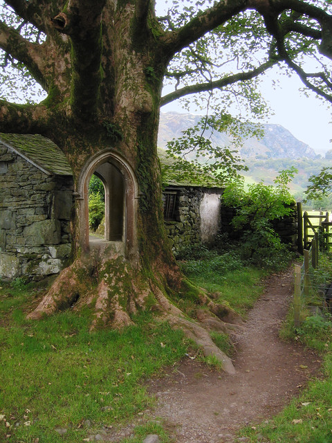 John Banks Doorway Tree.jpg