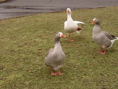 Goose Yoga