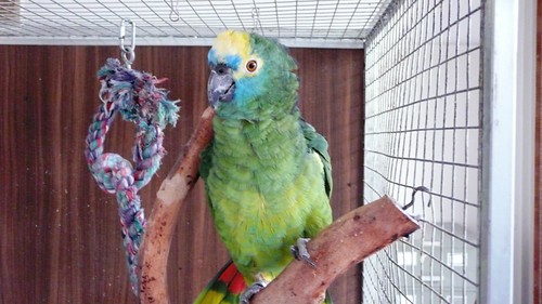 Blue front amazon parrot