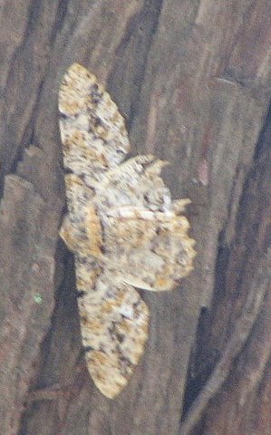 un id moth lalbagh 220308