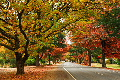 Bright, Victoria, Australia, Delany Avenue, autumn IMG_9825_Bright