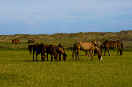 Mustangs of Carrot Island