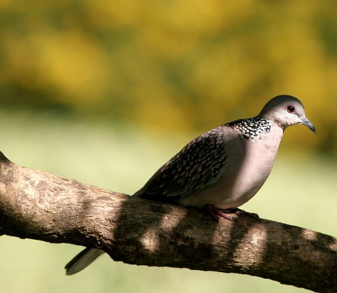 spotted dove lalbagh anush arun jaimon krish mahesh 011207