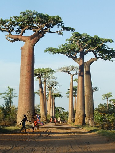 Baobab Alley with people, Madagascar