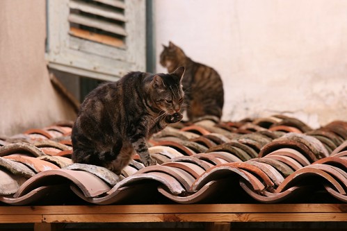 Deux chats sur le toit 