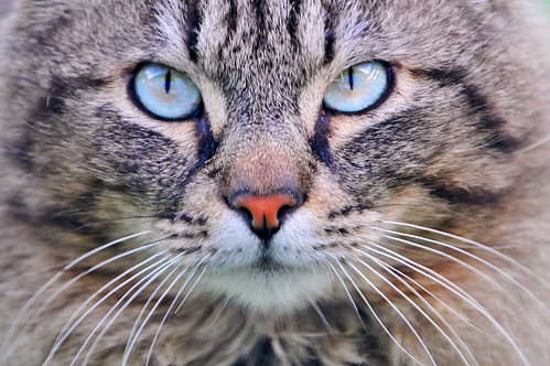 cat eyes pictures. cat with nice eyes,