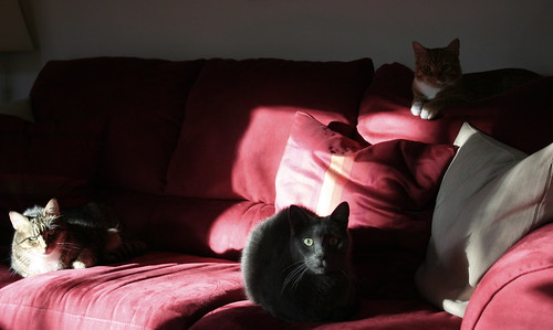a rare shot of all three cats