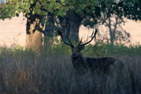 barasingha with grass in antlers kanha 221207