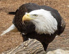 Bald Eagle - Tulsa Zoo