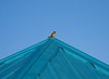 sparrow on cool blue roof