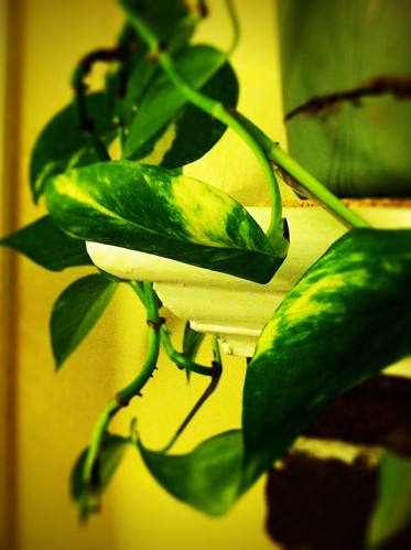 [157/365] Indoor Plant by goaliej54