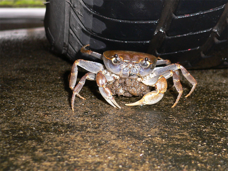 MCU-Crab-20071009-1