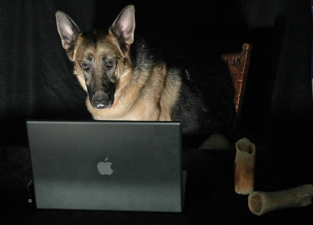 dog using a computer German shepherd