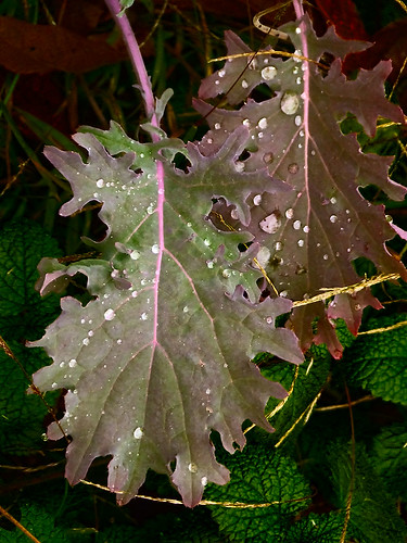leaves with water drops 1.jpg