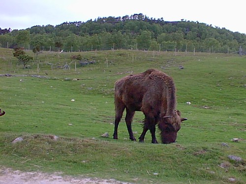 scotland - wild animal park