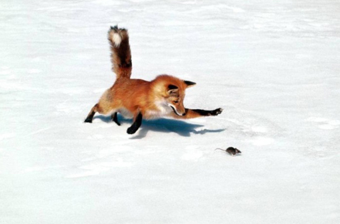 Arctic Fox Playing
