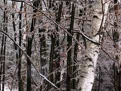 Ice coats the branches