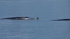 DSC02458 Fin Whale