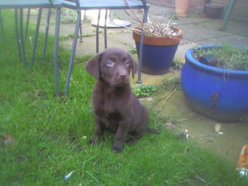 chocolate labrador retriever puppy - Cleo