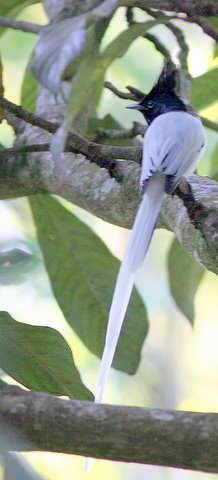 Male Asian Paradise Flycatcher nandi hills 251107