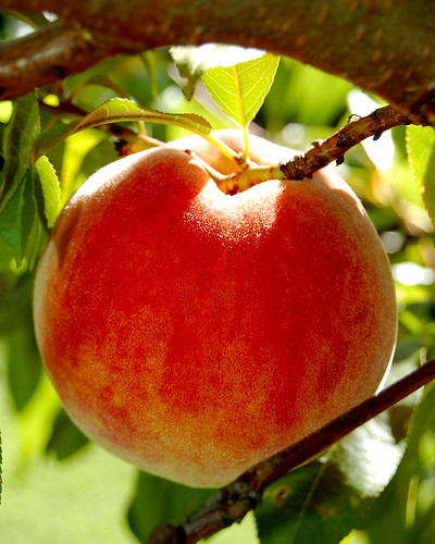 ripened peach add ons