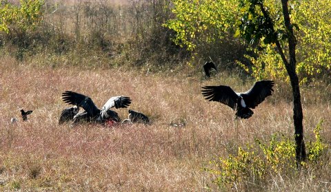 vultures feeding off a kill 231207