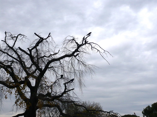 Japan's most famous cherry tree, Shidare-Zakura, festooned with crows, in Maruyama-koen