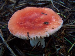 20080126 Mushroom
