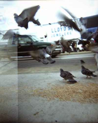 Jefferson Ave. Pigeons