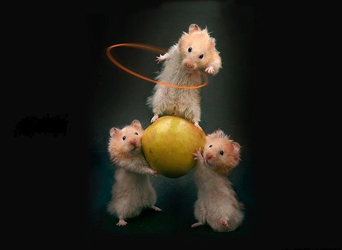 Hamster Circus