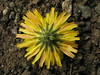 Cichorioid daisy # 1 - reverse of capitulum