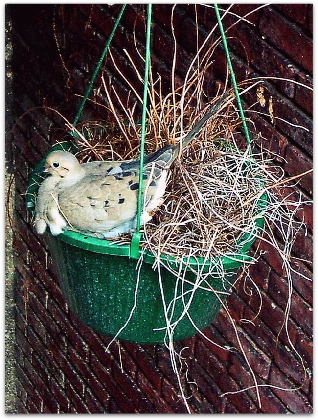 bird and nest