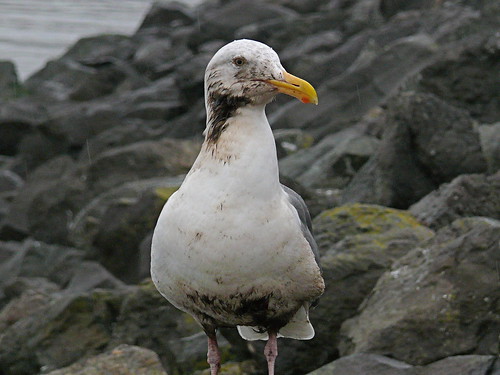 San Francisco Oil Spill - Partially Oiled Gull