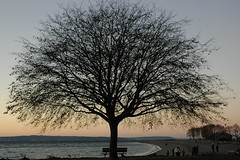 Tree on the beach. Golden Gardens Park, Sunset...