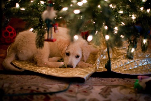 Puppies under the tree