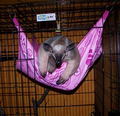 This hammock it pink! What gives?