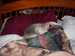 Sleepy anteater