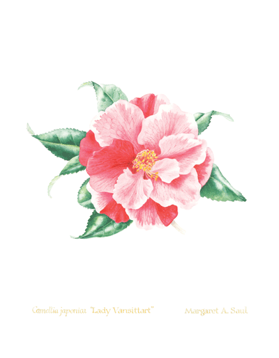 Camellia_2_image