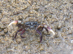 Semaphore crab IMG_7730
