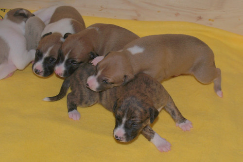 Whippet puppies: 15 days old