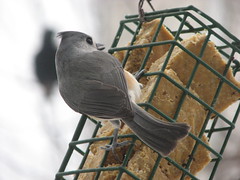Titmice are so sweet, I would eat one on a cracker