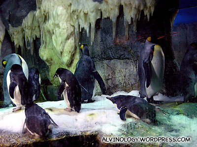 The penguin enclosure