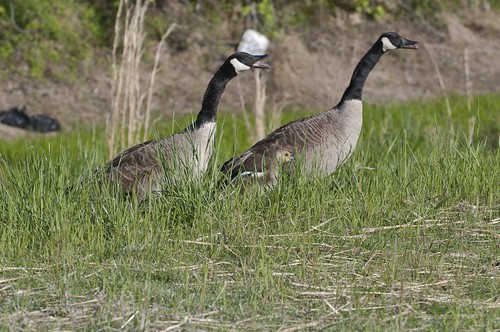 11-Geese2-3292