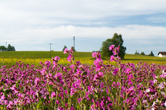 wildflower fields