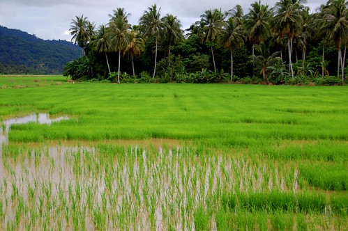 paddy field balik pulau penang